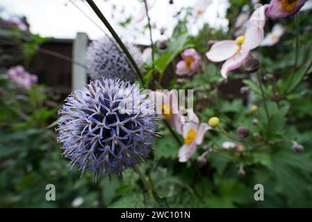 Une macro-photo grand angle d'un globe-chardon bleu dans un jardin anglais Banque D'Images