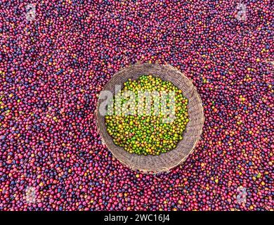 Cerises de café rouges et vertes éthiopiennes couchées à sécher au soleil. Ce processus est le processus naturel. Les cerises sont triées à la main et l'ar vert Banque D'Images