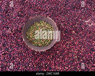 Cerises de café rouges et vertes éthiopiennes couchées pour sécher au soleil. Ce processus est le processus naturel. Les cerises sont triées à la main et le vert est pu Banque D'Images