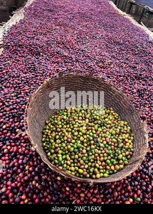 Cerises de café rouges et vertes éthiopiennes couchées pour sécher au soleil. Ce processus est le processus naturel. Les cerises sont triées à la main et le vert est pu Banque D'Images