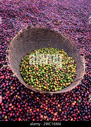 Cerises de café rouges et vertes éthiopiennes couchées pour sécher au soleil. Ce processus est le processus naturel. Les cerises sont triées à la main et le vert est pu Banque D'Images