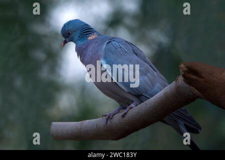 Le pigeon commun des bois, également connu sous le nom de pigeon des bois, est une grande espèce de la famille des colombes et des pigeons, originaire du Paléarctique occidental Banque D'Images