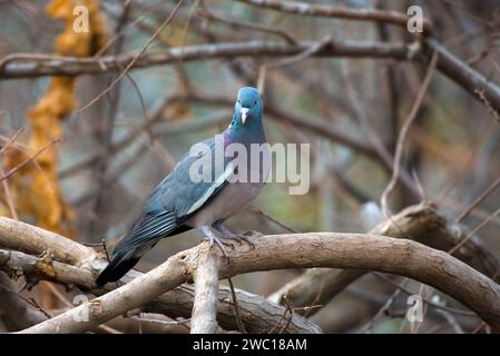 Le pigeon commun des bois, également connu sous le nom de pigeon des bois, est une grande espèce de la famille des colombes et des pigeons, originaire du Paléarctique occidental Banque D'Images