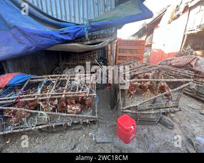 Addis Abbeba, Ethiopie, 20 janvier 2023 - des poulets entassés dans des cages en bois et en fil sales et peu hygiéniques attendant d'être vendus au marché intérieur Banque D'Images