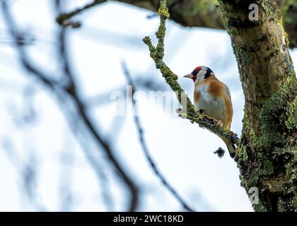 Dans la verdure de Dublin, un Goldfinch européen vibrant orne St. Anne's Park. Avec son plumage coloré, ce joyau irlandais ajoute une touche d'élégance et un Banque D'Images