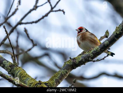 Dans la verdure de Dublin, un Goldfinch européen vibrant orne St. Anne's Park. Avec son plumage coloré, ce joyau irlandais ajoute une touche d'élégance et un Banque D'Images