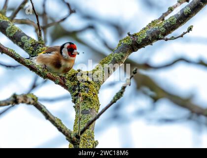 Dans la verdure de Dublin, un Goldfinch européen vibrant orne St. Anne's Park. Avec son plumage coloré, ce joyau irlandais ajoute une touche d'élégance et un Banque D'Images