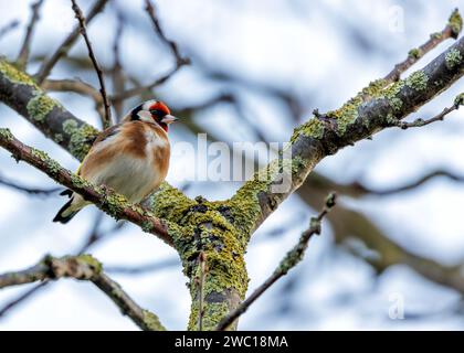 Dans la verdure de Dublin, un Goldfinch européen vibrant orne St. Anne's Park. Avec son plumage coloré, ce joyau irlandais ajoute une touche d'élégance et un Banque D'Images