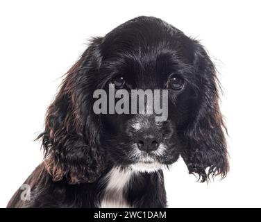 Plan de tête d'un cocker anglais chiot, âgé de quatre mois, isolé sur blanc Banque D'Images