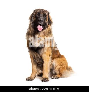 Portrait d'un Leonberger haletant, isolé sur blanc Banque D'Images