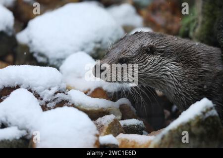 Loutre eurasienne, Lutra lutra, détail portrait animal de l'eau dans l'habitat naturel d'hiver, Allemagne Banque D'Images