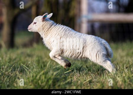 Un gros plan animal mignon d'un petit agneau blanc debout sur ses pattes arrière, parce qu'il va juste commencer à courir pour le plaisir. Le jeune mammifère est dans un gr Banque D'Images