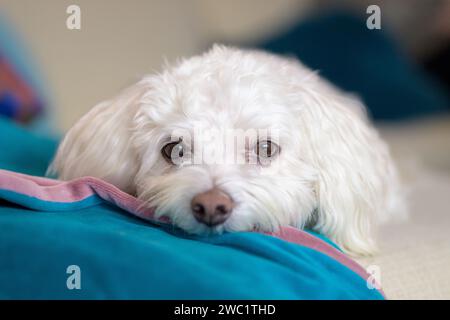 Gros plan du visage d'un chien Havanais mignon allongé sur le canapé avec sa tête sur une couverture confortable et regardant directement dans la caméra Banque D'Images