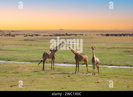 Groupe de girafes regardant - Parc National de Chobe, Botswana : Groupe de girafes regardant paisiblement sur une plaine d'herbe verte et jaune. Banque D'Images