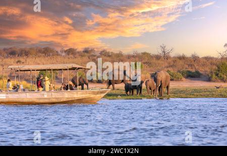 Parc national de Chobe, Botswana : les touristes dans un bateau observent les éléphants le long de la rivière Chobe dans le parc national de Chobe, Botswana. Banque D'Images