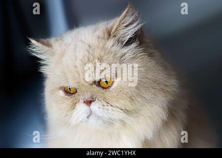 Chat exotique persan rouge devant le fond Banque D'Images