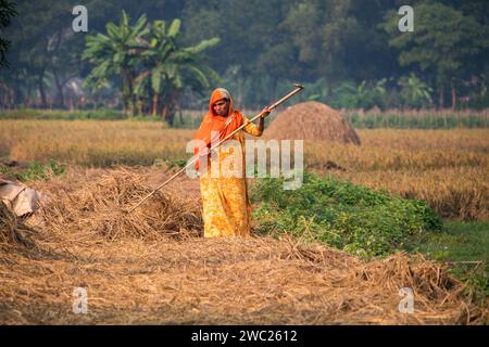 Cumilla,Bangladesh,14 décembre 2023,vie rurale bangladaise des femmes de village travaillent pour sécher la paille de paddy,route de village de femme d'asie du Sud sur la paille de paddy Banque D'Images