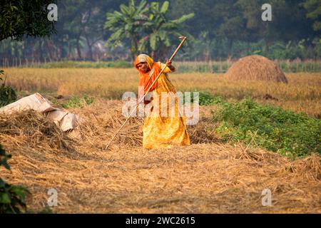 Cumilla,Bangladesh,14 décembre 2023,vie rurale bangladaise des femmes de village travaillent pour sécher la paille de paddy,route de village de femme d'asie du Sud sur la paille de paddy Banque D'Images