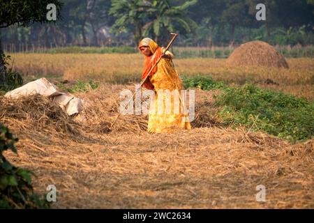 Cumilla,Bangladesh,14 décembre 2023,vie rurale bangladaise des femmes de village travaillent pour sécher la paille de paddy,route de village de femme d'asie du Sud sur la paille de paddy Banque D'Images