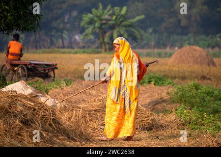 Cumilla,Bangladesh,14 décembre 2023,vie rurale bangladaise des femmes de village travaillent pour sécher la paille de paddy,route de village de femme d'asie du Sud sur la paille de paddy Banque D'Images