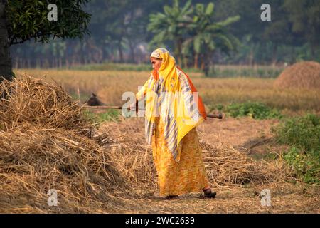 Cumilla,Bangladesh,14 décembre 2023,vie rurale bangladaise des femmes de village travaillent pour sécher la paille de paddy,route de village de femme d'asie du Sud sur la paille de paddy Banque D'Images