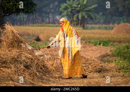 Cumilla,Bangladesh,14 décembre 2023,vie rurale bangladaise des femmes de village travaillent pour sécher la paille de paddy,route de village de femme d'asie du Sud sur la paille de paddy Banque D'Images