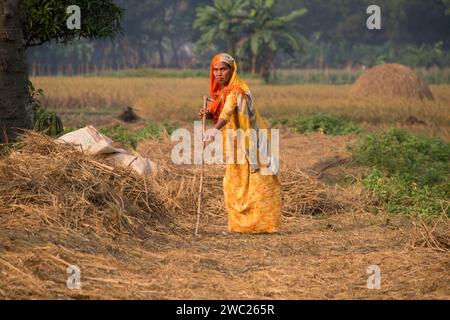 Cumilla,Bangladesh,14 décembre 2023,vie rurale bangladaise des femmes de village travaillent pour sécher la paille de paddy,route de village de femme d'asie du Sud sur la paille de paddy Banque D'Images