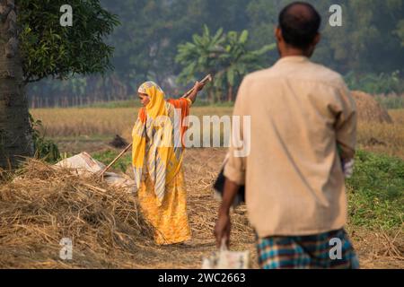 Cumilla,Bangladesh,14 décembre 2023,vie rurale bangladaise des femmes de village travaillent pour sécher la paille de paddy,route de village de femme d'asie du Sud sur la paille de paddy Banque D'Images