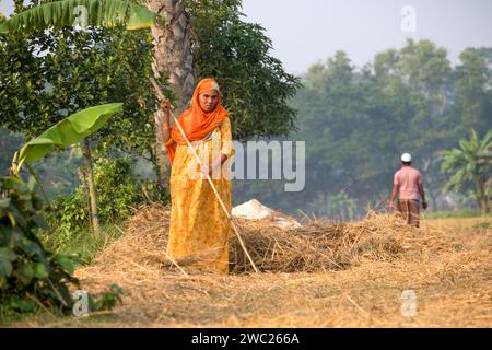 Cumilla,Bangladesh,14 décembre 2023,vie rurale bangladaise des femmes de village travaillent pour sécher la paille de paddy,route de village de femme d'asie du Sud sur la paille de paddy Banque D'Images