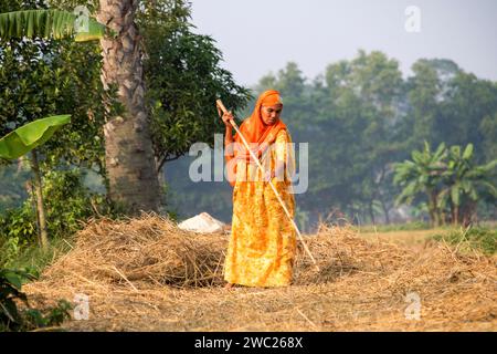 Cumilla,Bangladesh,14 décembre 2023,vie rurale bangladaise des femmes de village travaillent pour sécher la paille de paddy,route de village de femme d'asie du Sud sur la paille de paddy Banque D'Images