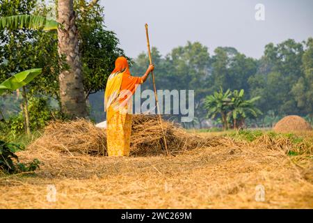 Cumilla,Bangladesh,14 décembre 2023,vie rurale bangladaise des femmes de village travaillent pour sécher la paille de paddy,route de village de femme d'asie du Sud sur la paille de paddy Banque D'Images