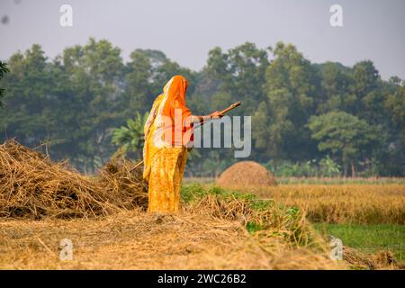 Cumilla,Bangladesh,14 décembre 2023,vie rurale bangladaise des femmes de village travaillent pour sécher la paille de paddy,route de village de femme d'asie du Sud sur la paille de paddy Banque D'Images