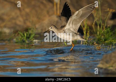 Les jambes de l'ils Yellowlegs inférieurs dans une rivière et les ailes de l'ils s'ouvrent pendant la migration d'automne Banque D'Images