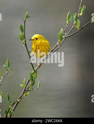 le barbier jaune se perche sur une petite branche pendant la migration printanière Banque D'Images