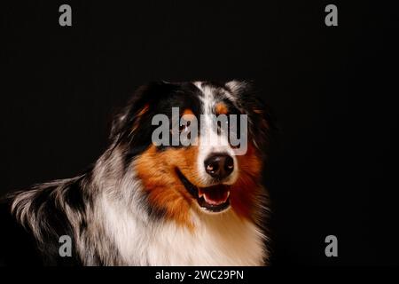 Berger australien dans un studio avec un fond noir Banque D'Images