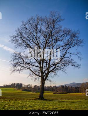 Un arbre stérile se dresse dans un champ vert sur le fond d'un ciel bleu Banque D'Images