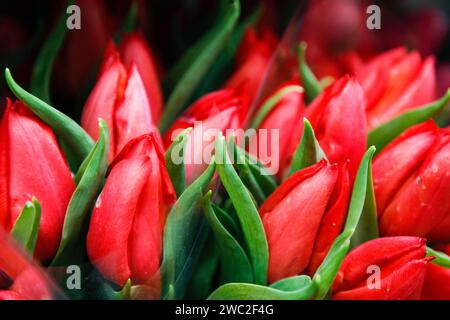 Tulipes rouges vives fraîches sur le marché Banque D'Images