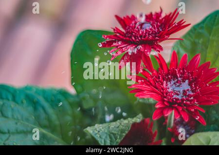Gerbera rouge ou Gerbera jamesonii, fleur rouge qui représente l'acte d'être profondément amoureux, lumière naturelle. Banque D'Images