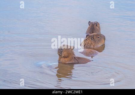 Capybaras dans un étang avec un poussin caressant sa mère, Hydrochoerus hydrochaeris, lumière du jour. Banque D'Images