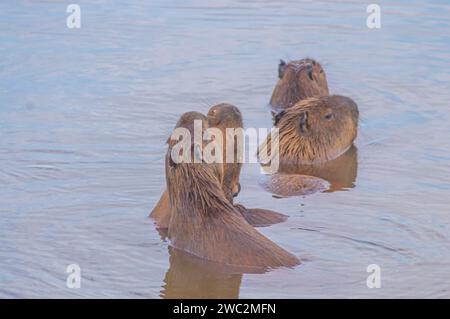 Capybaras dans un étang avec un poussin caressant sa mère, Hydrochoerus hydrochaeris, lumière du jour. Banque D'Images