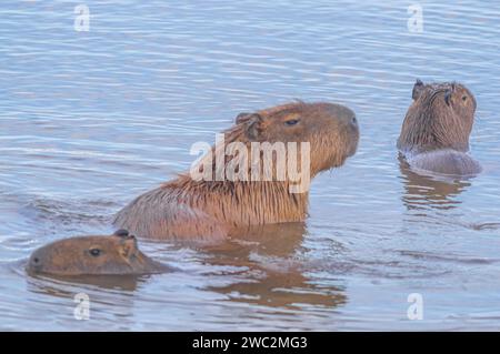 Capybaras dans un étang avec un poussin caressant sa mère, Hydrochoerus hydrochaeris, lumière du jour. Banque D'Images