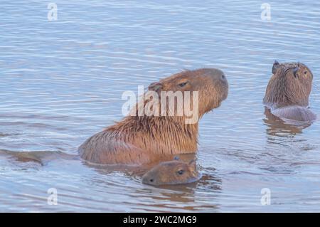 Capybaras dans un étang avec un poussin caressant sa mère, Hydrochoerus hydrochaeris, lumière du jour. Banque D'Images
