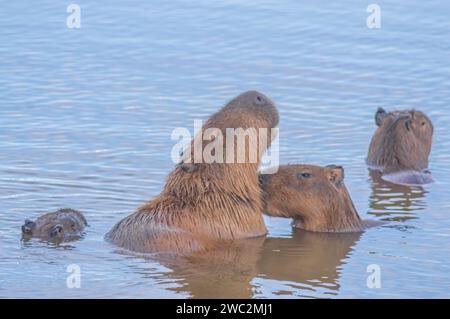 Capybaras dans un étang avec un poussin caressant sa mère, Hydrochoerus hydrochaeris, lumière du jour. Banque D'Images