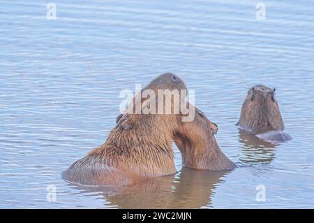 Capybaras dans un étang avec un poussin caressant sa mère, Hydrochoerus hydrochaeris, lumière du jour. Banque D'Images