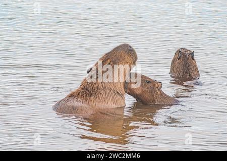 Capybaras dans un étang avec un poussin caressant sa mère, Hydrochoerus hydrochaeris, lumière du jour. Banque D'Images
