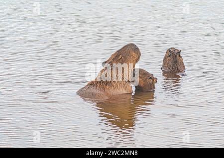 Capybaras dans un étang avec un poussin caressant sa mère, Hydrochoerus hydrochaeris, lumière du jour. Banque D'Images