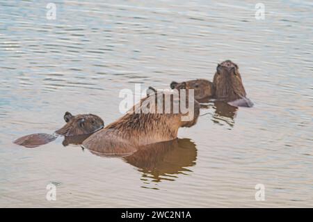 Capybaras dans un étang avec un poussin caressant sa mère, Hydrochoerus hydrochaeris, lumière du jour. Banque D'Images