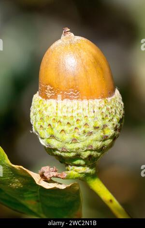 Chêne anglais ou chêne pédonculé (quercus robur), gros plan d'un gland mûr solitaire ou d'un fruit de l'arbre, isolé du fond. Banque D'Images