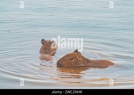 Capybaras dans un étang avec un poussin caressant sa mère, Hydrochoerus hydrochaeris, lumière du jour. Banque D'Images