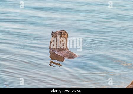 Capybaras dans un étang avec un poussin caressant sa mère, Hydrochoerus hydrochaeris, lumière du jour. Banque D'Images